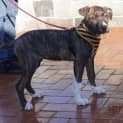Photo of Hunter