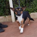 Photo of Pebbles