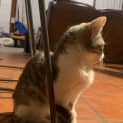 Photo of Blue