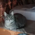 Photo of Sapphire