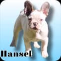 Photo of Hansel