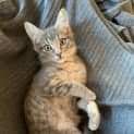 Photo of Fizzy