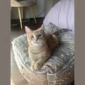 Photo of Ed **2nd Chance Cat Rescue**
