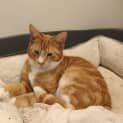 Photo of Harry **2nd Chance Cat Rescue**