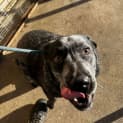Photo of Dozer