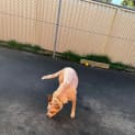 Photo of Loki