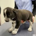 Photo of Nipper