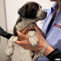Photo of Nipper