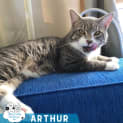 Photo of Arthur