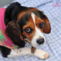 Photo of Belle