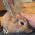 Photo of Cinnebun  See Her Video!
