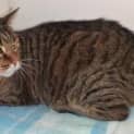 Photo of Tiger