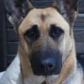 Photo of Sheeba On Hold Pending Adoption