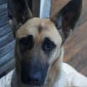 Photo of Sheeba On Hold Pending Adoption