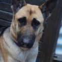 Photo of Sheeba On Hold Pending Adoption
