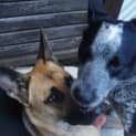 Photo of Sheeba On Hold Pending Adoption