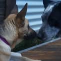 Photo of Sheeba On Hold Pending Adoption