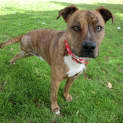 Photo of Gatsby 3 Legs! *On Trial In His New Home*