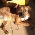 Photo of Gatsby 3 Legs! *On Trial In His New Home*