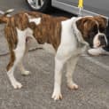 Photo of Dozer