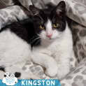 Photo of Kingston