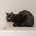Photo of Hai Wah **2nd Chance Cat Rescue**