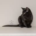 Photo of Hai Wah **2nd Chance Cat Rescue**