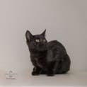 Photo of Hai Wah **2nd Chance Cat Rescue**