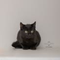 Photo of Hei Nee ** 2nd Chance Cat Rescue**