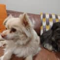 Photo of Bella And Lovey Tremayne