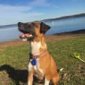 Photo of Scout 2 Year Old Jack Russell X