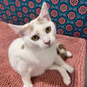 Photo of Sye   Located In Doreen