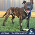 Photo of Damon 1 Year Old American Staffy