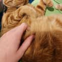 Photo of Chunky
