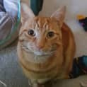 Photo of Chunky