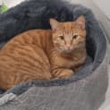 Photo of Crunchie