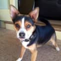 Photo of Rusty