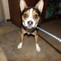 Photo of Rusty