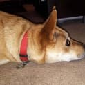 Photo of Lucy