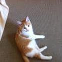 Photo of Chico