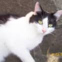 Photo of Renard