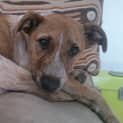 Photo of Little Rose