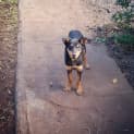 Photo of Jimbob **Adopted**