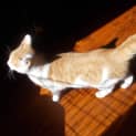Photo of Pepper