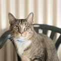 Photo of Tommy