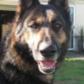 Photo of Diesel On Hold Pending Adoption