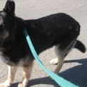 Photo of Diesel On Hold Pending Adoption