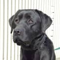 Photo of Shadow