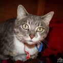 Photo of Belle *Cat Friendly*
