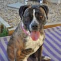 Photo of Stella ** A Quiet Gentle Girl **